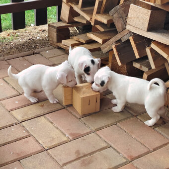 štěňata Jack Russell teriér - 3