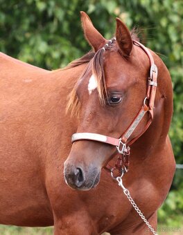 Na prodej: BR Walla Whiz Electric - 3