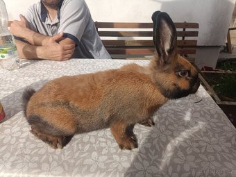 Durynský kralik - 3