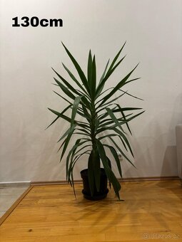Yucca elephantipes (Juka) různé velikosti - 3