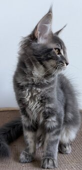 Mainska myvali kotata s PP - 3