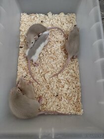 Myši a potkani - 3