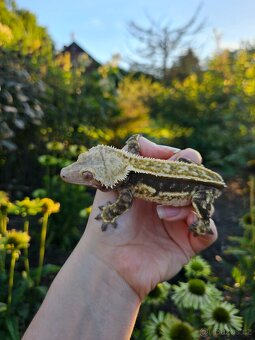 Pagekon řasnatý / ciliatus - 3