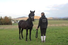 barock pinto valášek - spěchá - 3