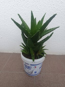 Aloe vera - 3