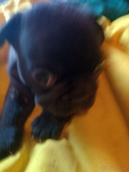 Francouzský buldoček štěňata - 3