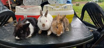Zakrslý králíček - 3
