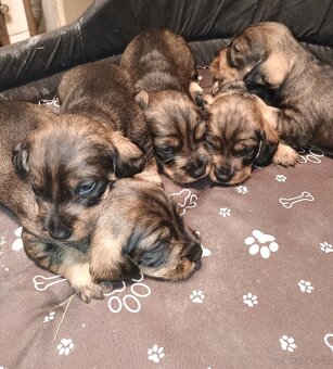 Nabídka štěňat - 3