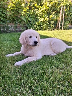 Zlaty retriver Golden retriver - 3
