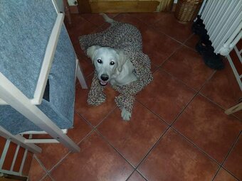 Zlatý retrívr ke krytí bez pp - 3