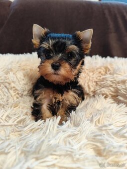 Jorkširsky terier - 3