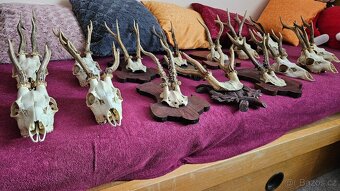 Srnčí paroží – celá sbírka 15 kusů (Brno) - 3