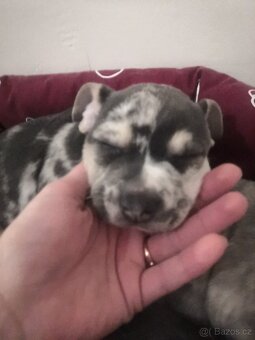 Nabízím štěňata - 3