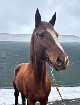 Hodná kobyla A1/1 - 3