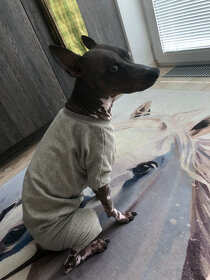 Khaki Mikina, bavlněný obleček na psa i fenu v.M - 3
