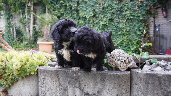 Maltipoo - 3