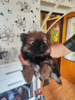 Pomeranian - 3