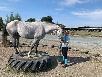 Welsh pony B - 3