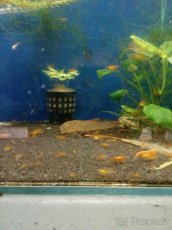 (NEDOSTUPNÉ) krevetky Neocaridina Orange - 3