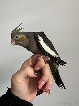 Korela, krotká korela, rucne dokrmena korela - 3