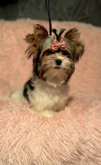 Biewer Jorkšírský teriér fenka s PP - 3