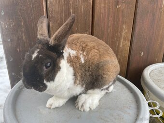 Zakrslý beránek - 3