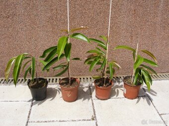 Pokojová rostlina Fikus - 3