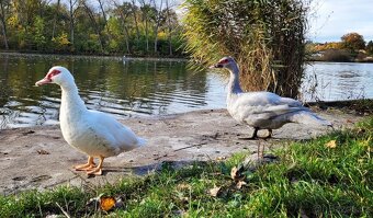 Kachna pižmová perlově šedá - 3