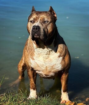 American bully xl, pitbull xxl - 3