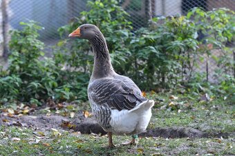 Husa landeská, výstavní chov - 3