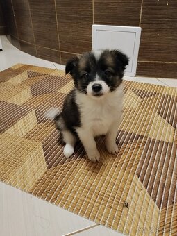 Štěňata Kříženců Německý špic x bordel kolie - 3