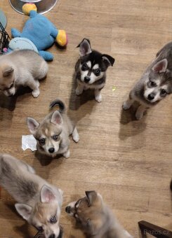 Alaskan Klee kai - 3