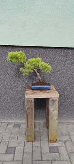 Bonsai, bonsaj, jalovec v misce - 3