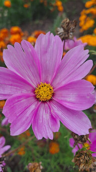 Zářivka velkokvětá (bílá,růžová) - 3