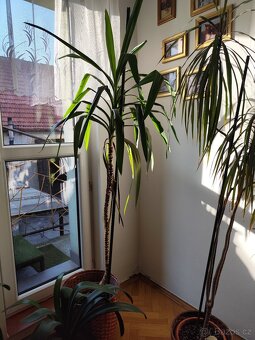 Pokojové rostliny - 3