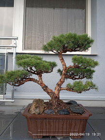 Bonsai borovice lesní  (Pinus sylvestris compressa) - 3