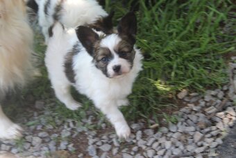 Papillon pejsek s PP - 3