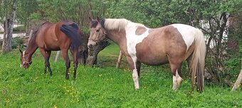Valach Pony+Čt - 3