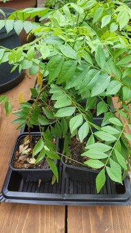 Kari strom, Curry leaves, Murraya koenigii - 3