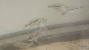 Aristochromis Christyi - 3