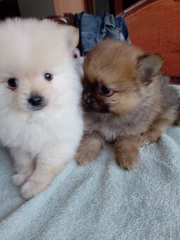 Pomeranian špic - 3