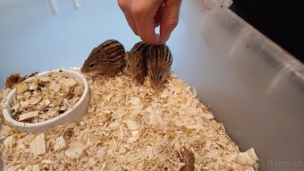 Myšky páskované chovná skupina – Lemniscomys barbarus - 3