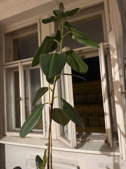 Fikus Elastica - cca 180 cm, včetně květináče - 3