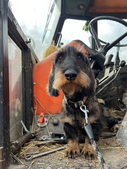 Drsnosrstý jezvčík s PP - 3