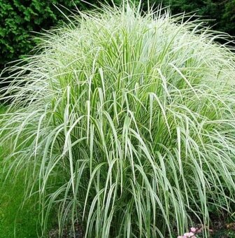 Ozdobnice čínská miscanthus 3 druhy solitérních trav - 3