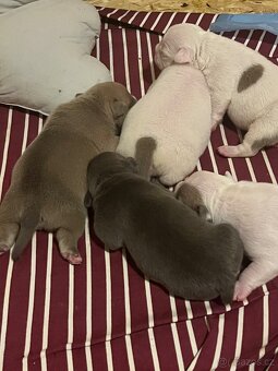 American bully pocket - 3