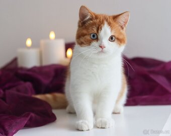 Britská koťátka s PP. K odběru. - 3