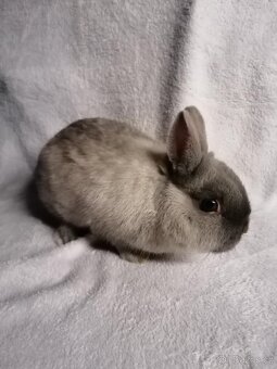 Zakrslý Siamský modrý - 3