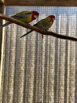 Rosela gold mantel - 3