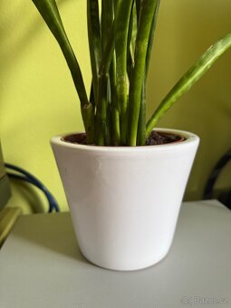 Sansevieria v keramickém květináči - 3